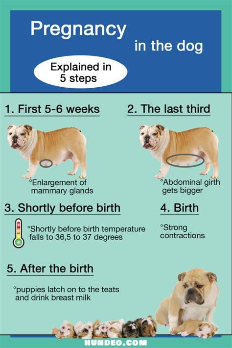 dog nipple discharge not pregnant|Everything You Need to Know About Dog Nipples –。